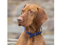 Digby & Fox Rolled Leather Dog Collar Royal