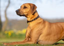 LeMieux Chelsea Dog Collar Mahogany