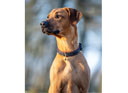 LeMieux Windsor Dog Collar Chocolate/Brown
